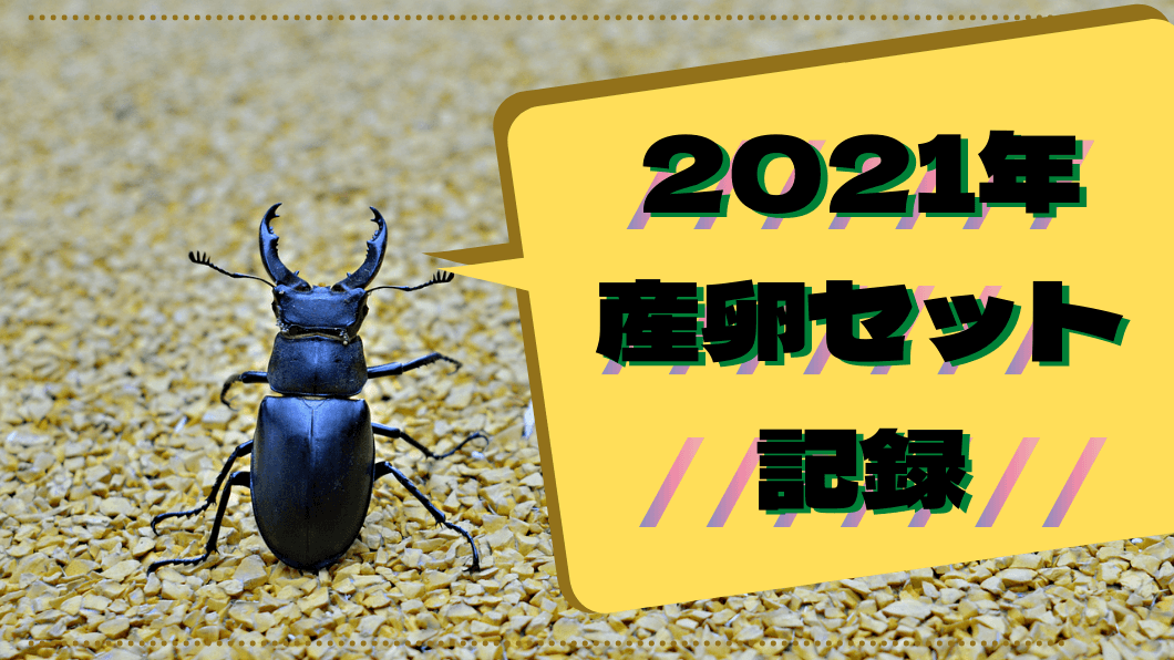 2021年】クワガタ産卵セット記録 - ニシバブリード