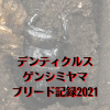 デンティクルスゲンシミヤマ ブリード記録2021